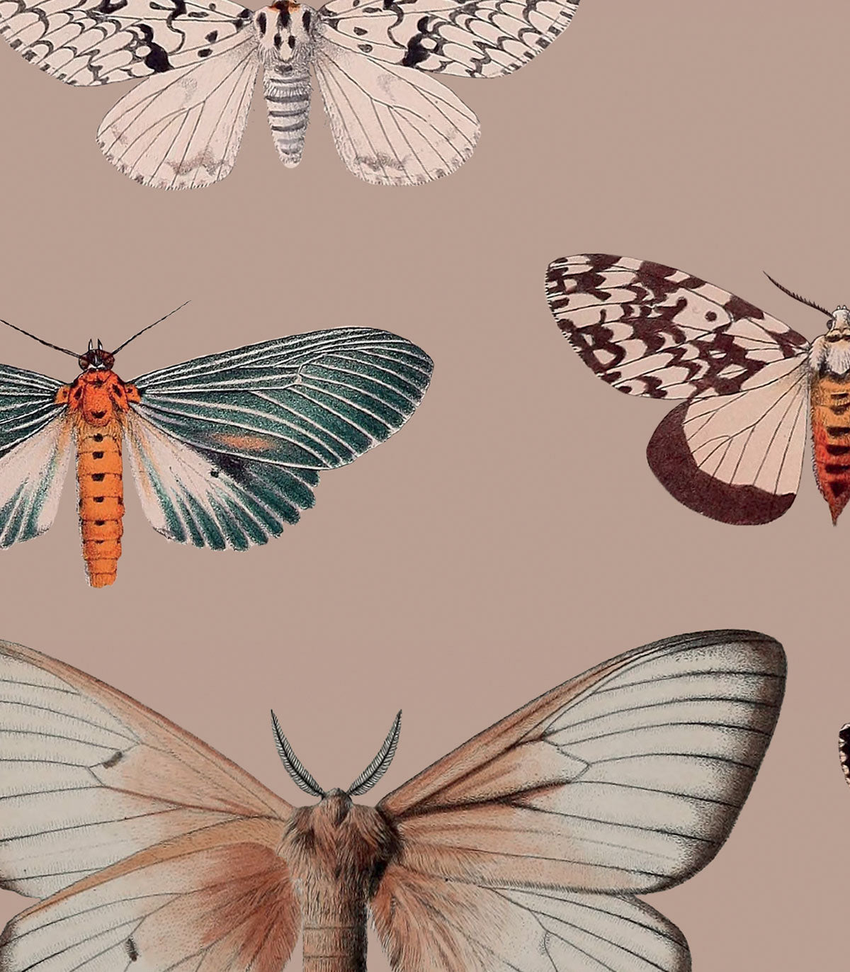 Tapeta Colorful Butterfly Pink