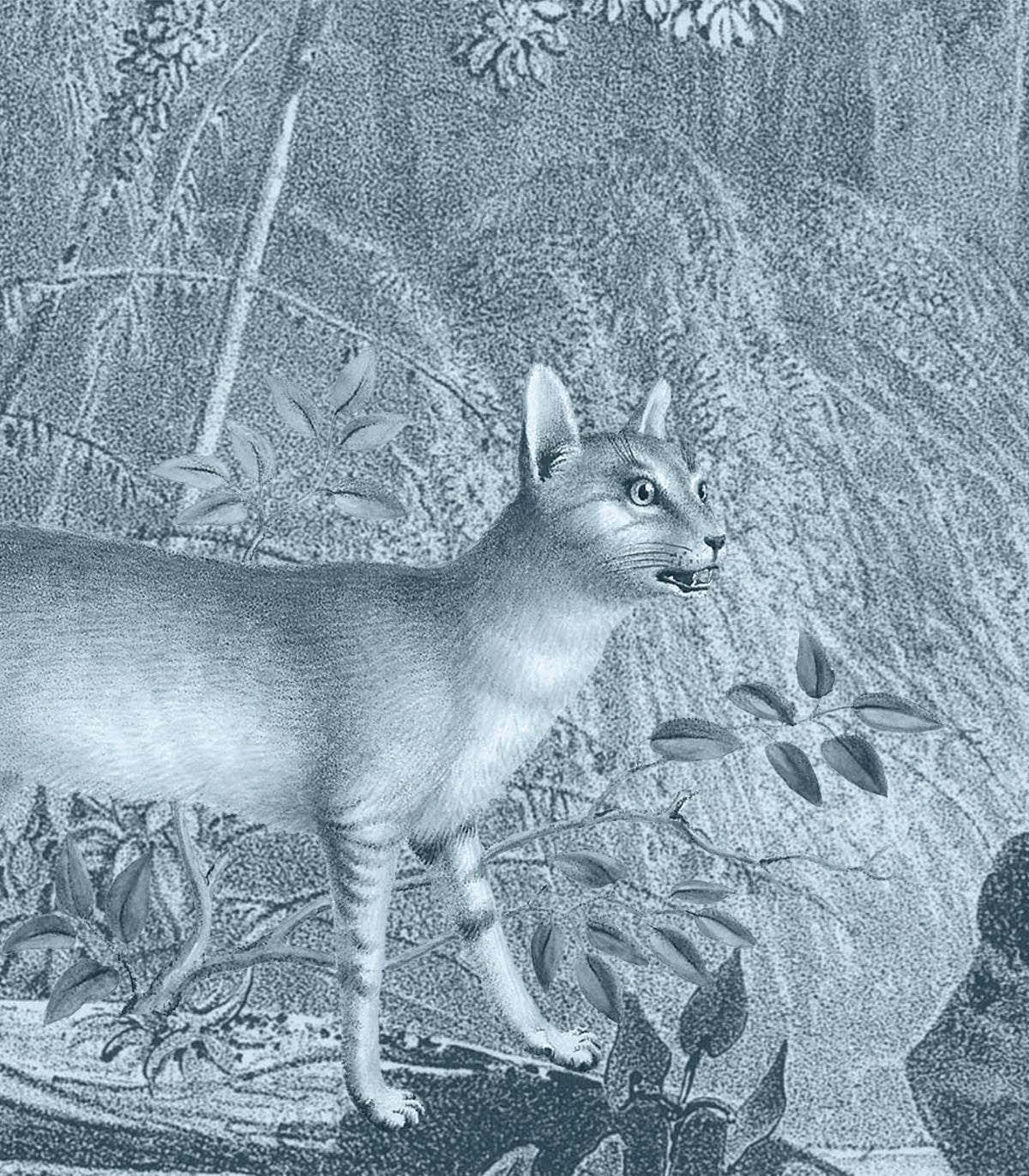 Tapeta Jungle Cat Blue