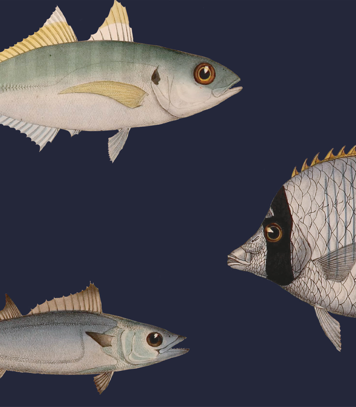 Tapeta Under the Sea