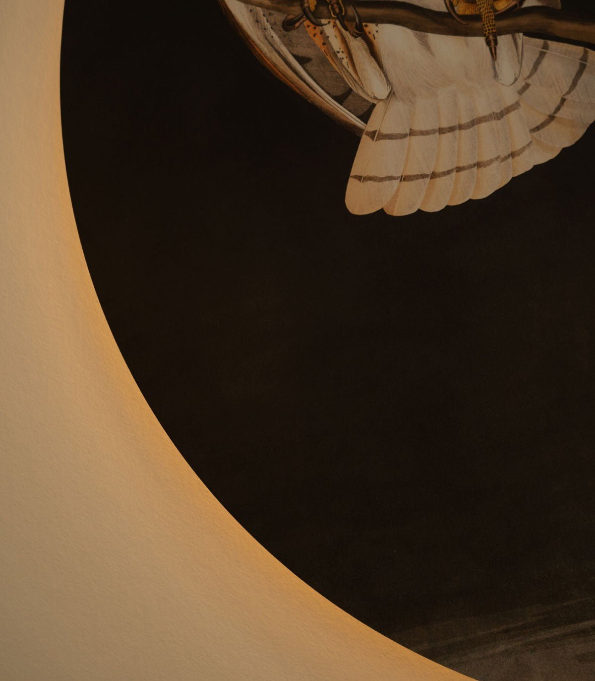 Dots Lighting Owls - Wallcolors®